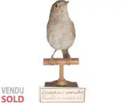 Accenteur - 1900 env.