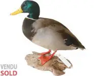 Canard colvert - 1980