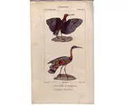 Rhynchée - PRETRE - 1850