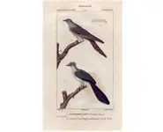 Coucous - PRETRE - 1850