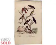 Oiseaux - 1850 env.