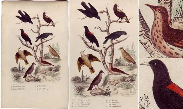 Oiseaux - 1850 env.