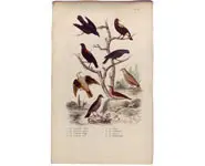 Oiseaux - 1850 env.