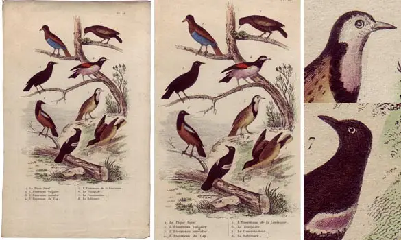 Oiseaux - 1850 env.