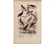 Oiseaux - 1850 env.