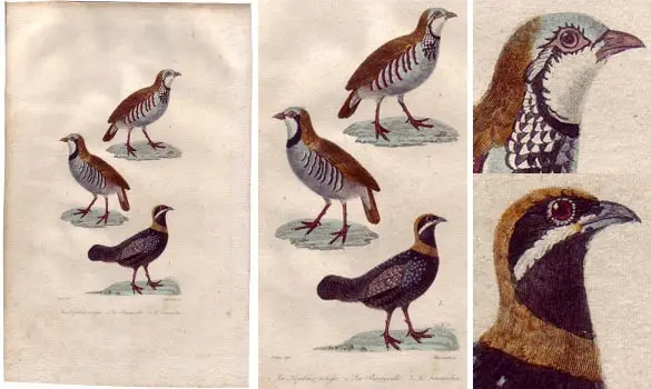 Perdrix - PRETRE - 1850