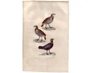 Perdrix - PRETRE - 1850