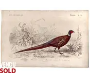 Faisan - E. TRAVIÈS - 1850