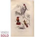 Colibris - E. TRAVIÈS - 1850