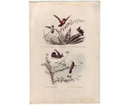 Colibris - E. TRAVIÈS - 1850