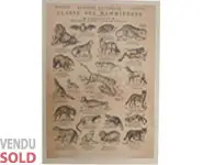 HISTOIRE NATURELLE - 1880 env.