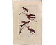 Colibris - VAUTH. - 1850