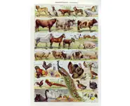 Domes. 1 - Larousse - 1949