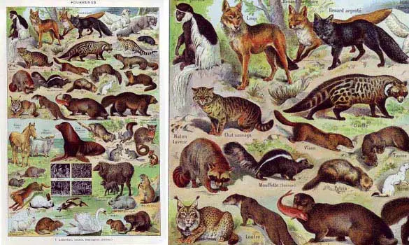 Fourrures 1 - Larousse - 1949