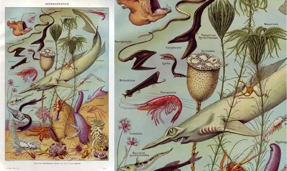 Océanographie- Larousse - 1949