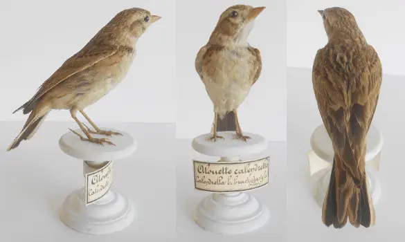 Alouette - 1890 env.