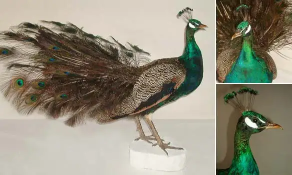 Paon bleu - 1980 env.