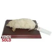 Taupe albinos - 1890 env.