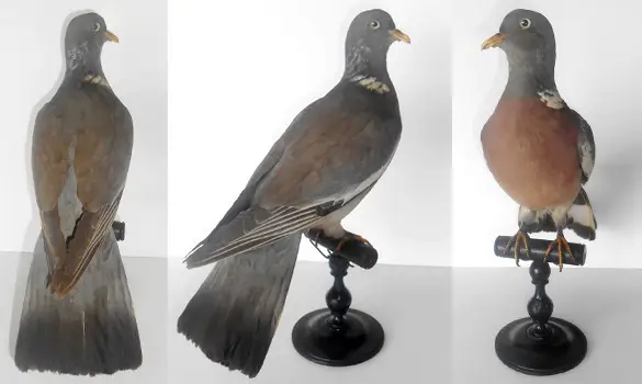 Pigeon ramier - 1880 env.