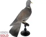 Pigeon ramier - 1880 env.