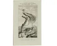 Paradisiers - BUFFON - 1850 env.