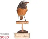 Rougequeue - 1900 env.