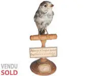 Mésange - 1900 env.