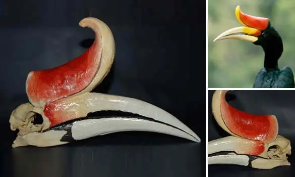 Crâne de calao rhinocéros