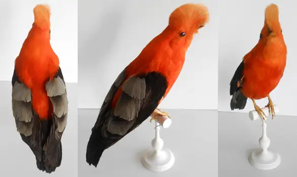 Coq-de-roche - 1880 env.