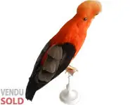 Coq-de-roche - 1880 env.