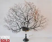 Grande gorgone noire