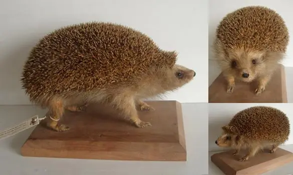 Hérisson - 1940 env.