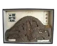 La vie des fourmis - 1940 env.