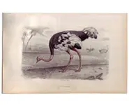 Autruche - E. TRAVIÈS - 1849 env.