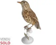 Grive draine - 1900 env.