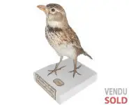 Alouette calandre - 1900 env.