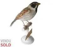 Bruant des roseaux - 1906