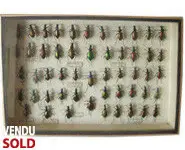 Collection de carabes - 1948