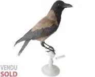 Corneille mantelée - 1882