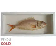 Dorade rose - 1980 env.