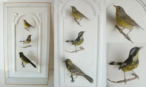 Ois. d'Amérique - 1890