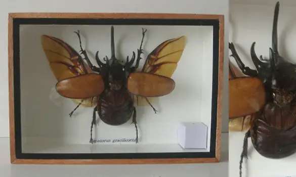 Eupatorus gracilicornis 