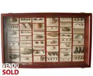 Collection coquillages - 1880 env.