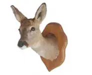 Chevreuil - 1980 env.