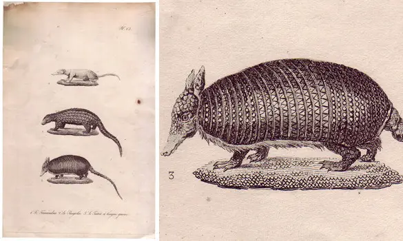 Pangolin - 1850 env.
