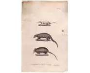 Pangolin - 1850 env.