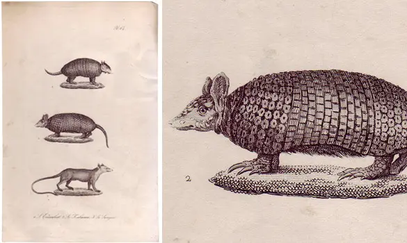 Kabassou - 1850 env.