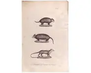 Kabassou - 1850 env.