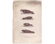 Lamantin - 1850 env.