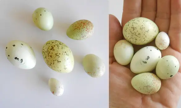 Collection 6 oeufs (reprod.)